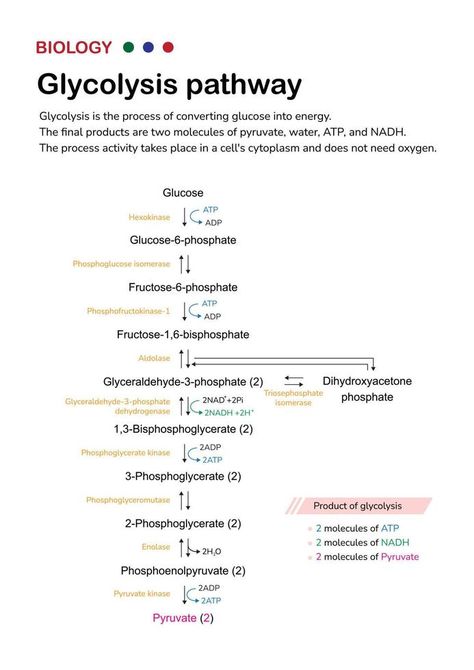 Gluconeogenesis Pathway, Glycolysis Notes, Glycolysis Diagram, Glycolysis Cycle, Atp Biology, Glycolysis Pathways, Mcat Study Schedule, Carbohydrate Metabolism, Glucose Metabolism