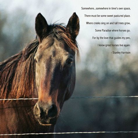 Quotes On Losing A Horse. QuotesGram by @quotesgram Horse Poems, Equine Quotes, Inspirational Horse Quotes, Share Quotes, Horse Riding Quotes, Equestrian Quotes, Horse Memorial, Riding Quotes, Cowgirl Quotes