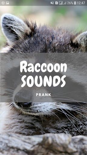 Domesticated Raccoon, Raccoon Wallpaper, Racoon, Urban Area, Mammals, North America, Sound, Entertainment, Wallpapers