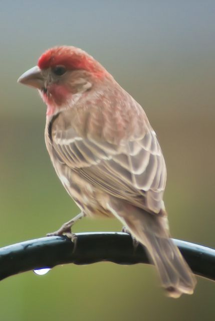 red headed sparrow | Red headed sparrow | Flickr - Photo Sharing!.....WE HAVE A NEST WITH LITTLE EGGS. WE'RE HAVING BABIES! Red Headed Sparrow, Bird Habitat, Bird Pics, Sparrow Art, Red Sparrow, Sparrow Bird, Bird Wallpaper, Sparrows, Pet Bird