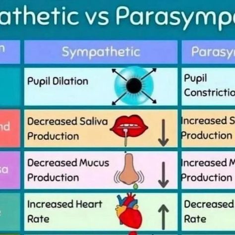 Sympathetic Vs Parasympathetic, Health Medicine, Parasympathetic Nervous System, Nervous System, Firefighter, Medicine, Nutrition, Medical, Science