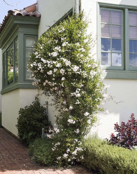 9 Ways to Create Curb Appeal with Flowering Vines and Climbers - Gardenista Curb Appeal Landscape, Climber Plants, Garden Gate Design, Front Yards Curb Appeal, Climbing Flowers, Growing Vines, Best Perennials, Garden Vines, Garden Decor Ideas