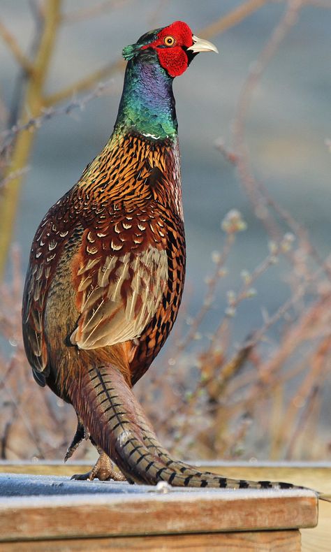 Pheasant Photos, Pheasant Pictures, Pheasant Photography, Puffin Photography, Pheasant Drawing, British Animals, Pheasant Painting, Ringneck Pheasant, Pheasant Shooting