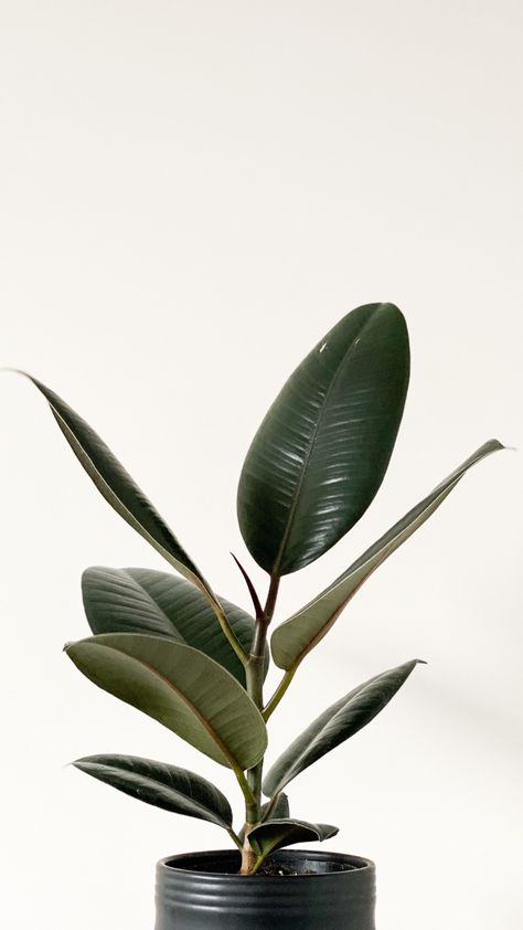 Ficus Elastica (Rubber Plant) Rubber Plant Aesthetic, Plant Mugs, Ficus Plant, Room Plants, Tire Shop, Ficus Benjamina, Living Room Plants, Ficus Elastica, Plants Are Friends