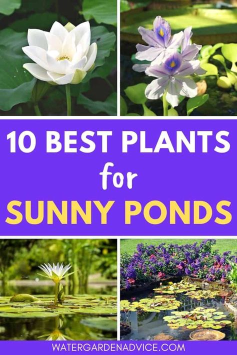 10 Full Sun Pond Plants - Water Garden Advice Pond Indoor, Indoor Pond Ideas, Sunny Backyard, Yard Pond, Pond Diy, Floating Pond Plants, Raised Pond, Indoor Pond, Backyard Ponds