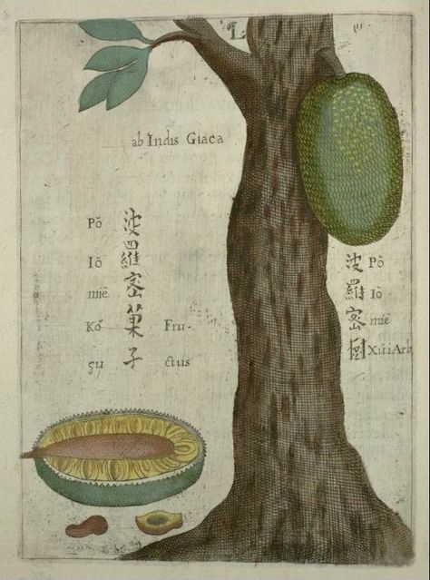 Description: A jackfruit tree in China Jackfruit Tree, Alchemy Art, Natural Curiosities, Scientific Illustration, Tree Drawing, Botanical Flowers, Nature Prints, Science And Nature, Wikimedia Commons