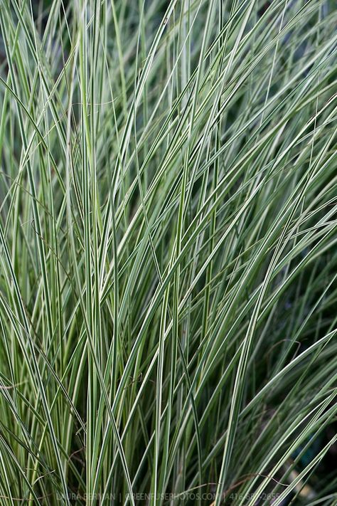 Miscanthus sinensis 'Morning Light' - Morning Light miscanthus grass Miscanthus Morning Light, Boulders Landscaping, Turf Backyard, Winter Shrubs, Miscanthus Sinensis, Ornamental Grass, Landscaping With Boulders, Garden Farm, Splendour In The Grass