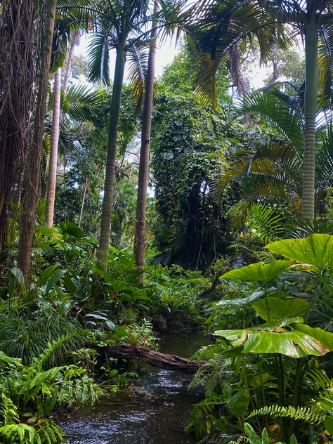 African Jungle Aesthetic, South American Jungle, Tropical Deciduous Forest, Brazil Jungle, Island Forest, Jungle Wildlife, Borneo Rainforest, African Rainforest, Amazon Rain Forest