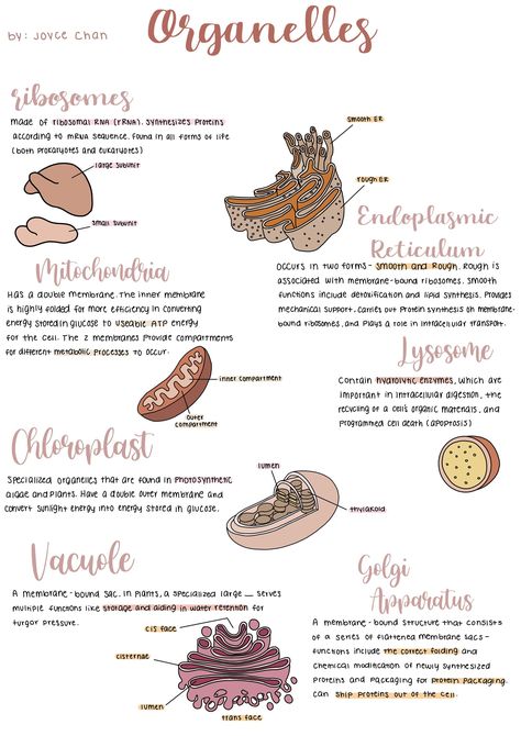 Biology organelles cheat sheet for AP biology or entry-level biology course. Biology 101 Study Guides, Biology Honors Notes, Studying Biology Aesthetic, Biology Study Tips, Aesthetic Biology Notes, Biology Study Notes, Biology Notes Aesthetic, Biochemistry Notes, Bio Notes