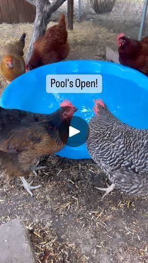 Chicken Pool Ideas, Summer Florida, Baby Pool, In The Summertime, Copper Pipe, Hobby Farms, In The Pool, Chickens Backyard, Having A Baby