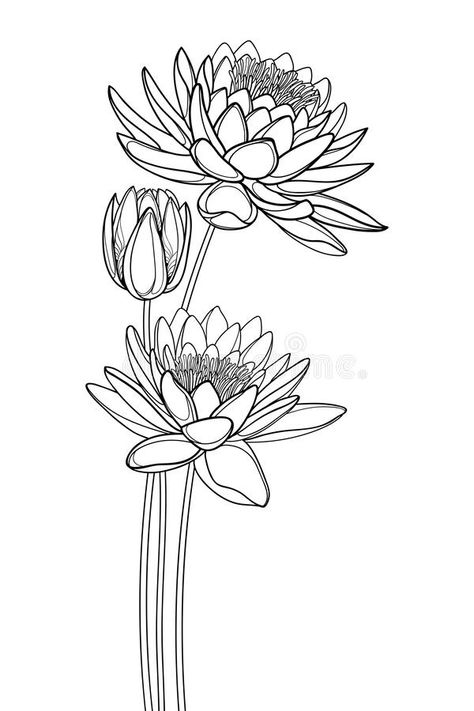 Vector bouquet of outline ornate Lotos or water lily flower and bud in black isolated on white background. Floral composition with contour Lotus bunch for vector illustration Waterlilly Tattoo Black And White, Water Lily Bouquet Tattoo, Lotos Flowers Drawing, Water Lilly Flower Tattoo, July Water Lily Tattoo, Lotos Flowers Tattoo, Water Lily Outline, Water Lily Flower Drawing, Water Lily Bouquet