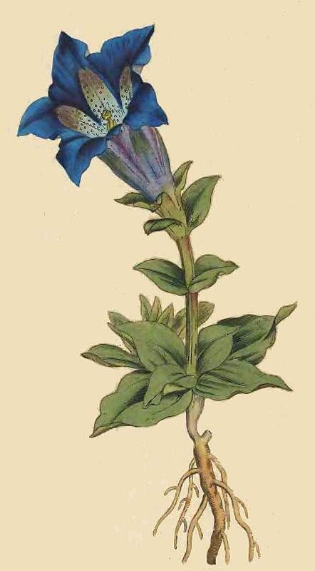 52. Gentiana Acaulis. Large-Flowered Gentian, or Gentianella. Gentian Flower, Alpine Flowers, Illustration Botanique, Vintage Botanical Prints, Botanical Poster, Scientific Illustration, Botanical Drawings, Plant Illustration, Nature Illustration