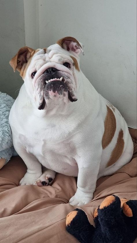 American Bully Dog, Cute Bulldog Puppies, Dog Bulldog, Bulldog Pics, Bulldog Funny, Cute Bulldogs, English Bulldog Puppies, Bully Dog, British Bulldog