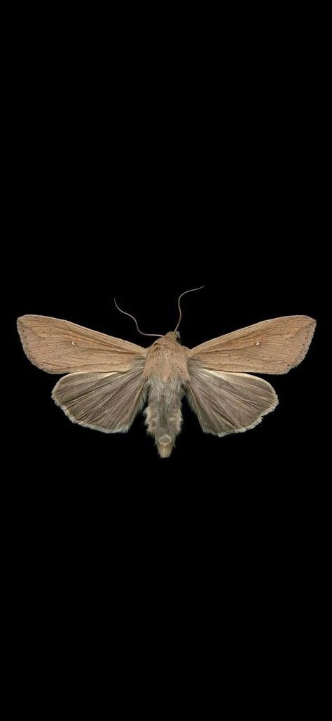 Moth Background Wallpaper, Entomology Aesthetic Wallpaper, Bugcore Wallpaper, Owl Phone Wallpaper, Insect Wallpaper Iphone, Bug Wallpaper Iphone, Moth Black Background, Moth Lockscreen, Entomology Wallpaper