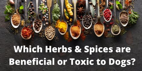 Herbs For Dogs, Herbal Health, Daily Nutrition, Herbs Spices, Pampered Pets, Treat Ideas, Healthy Dog Food Recipes, Upset Stomach, Spices And Herbs