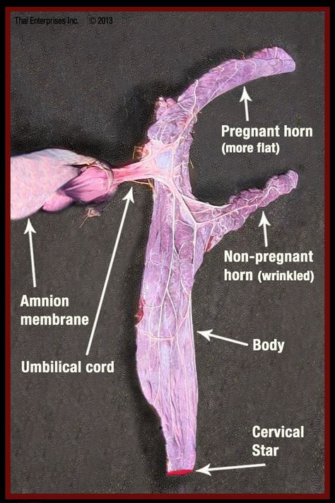 Equine Placenta Equine Umbilical Cord Pregnant Mare Foaling  #horsecare #healthyhorse #equinecare #horsehealth Equine Bodywork, Horses Tips, Pregnant Mare, Horse Vet, Equine Massage Therapy, Veterinary Anatomy, Equine Vet, Equine Massage, Equine Veterinary