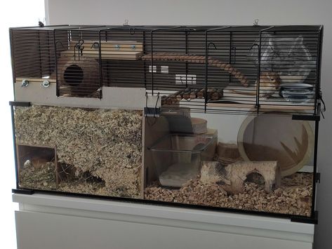 Just wanted to share my new cage setup with you  #Gerbil #Gerbils #rodent #pet Gerbil Cage Ideas, Gerbil Toys, Hamster Diy Cage, Gerbil Cages, Fancy Mouse, Snake Terrarium, Mouse Cage, Hamster Diy, Hamster Life