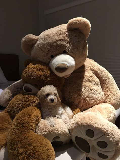 Giant Teddy Bear Aesthetic, Teddy Bear Aesthetic Cute, Big Teddy Bear Aesthetic, Brown Teddy Bear Aesthetic, Stuffed Teddy Bears, Light Brown Teddy Bear, Teddy Bear Hug, Bear Funny, Teddy Pictures