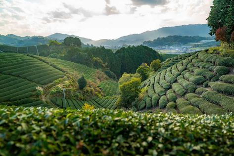 Just outside the crowds of Kyoto city is a world of serene nature, vibrant culture, and deep history that you... The post Experience Uji Green Tea at a Tea Farm near Kyoto appeared first on VOYAPON. Uji Japan, Uji Kyoto, Japanese Tea House, Tea Farm, Green Teas, Japan Sakura, Serene Nature, Summer 2025, Shiga