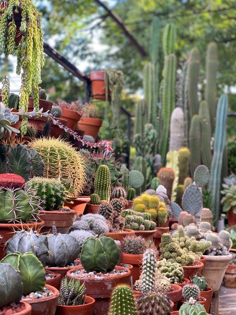 Cactus Garden Landscaping, Arizona Decor, Inside Plants, Succulents Decor, Succulent Gardening, Unusual Plants, Plants Succulents, Garden Containers, House Plants Decor