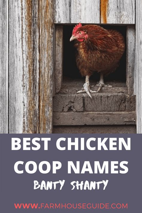 190+ Name Ideas for a Chicken Coop | Farmhouse Guide Chicken House Signs, Chicken Coop Names, Funny Chicken Coop, Chicken Hut, Egg Laying Hens, Chicken Roost, Cute Chicken Coops, Chicken Coop Decor, Bantam Chickens