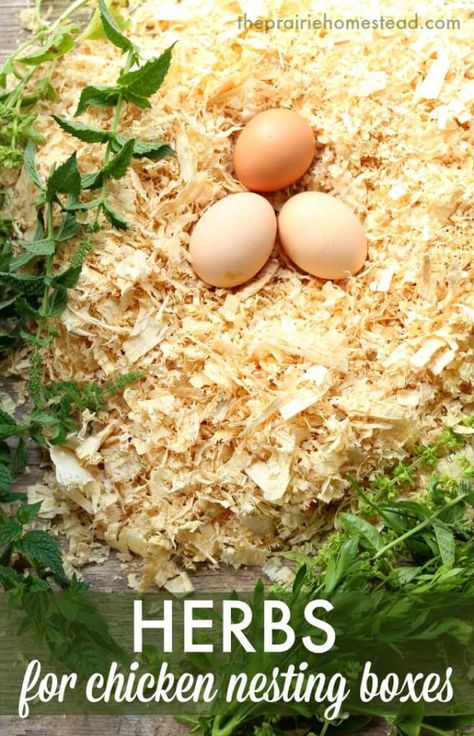 Herbs For Chickens, The Prairie Homestead, Prairie Homestead, Laying Chickens, Chicken Nesting Boxes, Chicken Health, Raising Backyard Chickens, Chicken Garden, Keeping Chickens