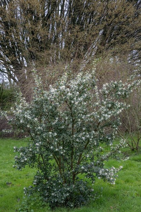 Sweet olive Osmanthus x burkwoodii, shrub with small white flowers stock photography Osmanthus Burkwoodii, Shrub Border, Flowers Photo, Photography Flowers, Small White Flowers, Habitat, White Flowers, Stock Photography, Photo Image