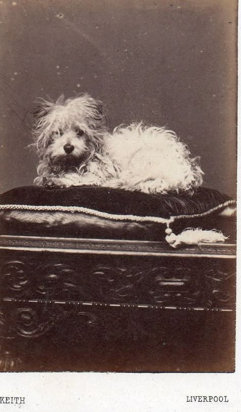 Portrait Vintage, Retro Dog, Pet Photos, Dog Photograph, Lovely Creatures, Old Dogs, Baby Puppies, Vintage Dog, Animal Companions