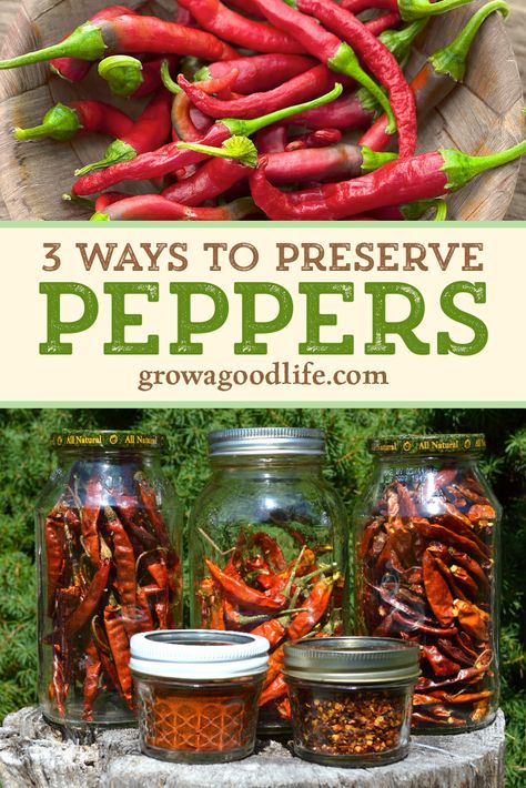 Have an abundant pepper harvest? Take advantage of the summer bounty and preserve peppers to enjoy all year. Visit to see how to preserve sweet bells, jalapeño, Anaheim, and other peppers when they are in fresh and in season. Preserve Peppers, Preserving Peppers, Canning Peppers, Preserving Vegetables, Stuffed Anaheim Peppers, Canning Vegetables, Canning Food Preservation, Canned Food Storage, Hot Sauce Recipes