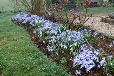 Glory-of-the-snow blue flowering bulbs Glory Of The Snow, E Flowers, Garden Bulbs, Flower Names, Planting Bulbs, English Garden, Garden Landscaping, Colorado, Yard