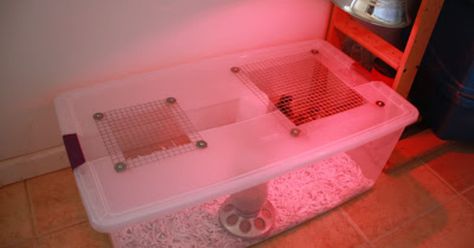 We bought a large plastic container with lockable lid, which I then cut two holes in - one roughly 10" square, the other 6". The infrared lamp is about 9" in di… Diy Brooder, Chick Brooder, Chicken Brooder, Baby Chicks Raising, Keeping Chickens, Chicken Coop Plans, Mini Farm, Chicken Diy, Backyard Farming