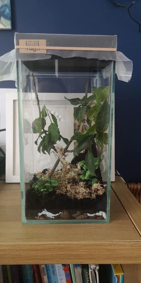 Praying Mantis Enclosure, Terrarium Tank, Orchid Mantis, Reptile Room, Jumping Spider, Praying Mantis, Animal House, Bugs, Terrarium