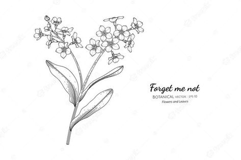 Forget Me Not Sketch, Dont Forget Me Flowers Tattoo, Forget Me Not Flowers Drawing, Forget Me Not Drawing, Flower Outline Tattoo, Forget Me Not Tattoo, Forget Me Not Flowers, Flower Line Drawings, Flower Pens