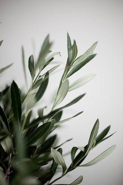 Plant Photography, Plant Wallpaper, Plant Aesthetic, Islamic Posters, Deco Floral, Pretty Plants, Olive Tree, Olive Branch, Islamic Pictures