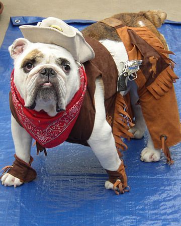 Halloween Costumes With 2 Dogs, English Bulldog Costume, Bulldog Halloween Costumes, Puppy Halloween Costumes, Mastiff Puppies, Clever Halloween Costumes, Best Halloween Costumes, 2 Dogs, Bully Dog