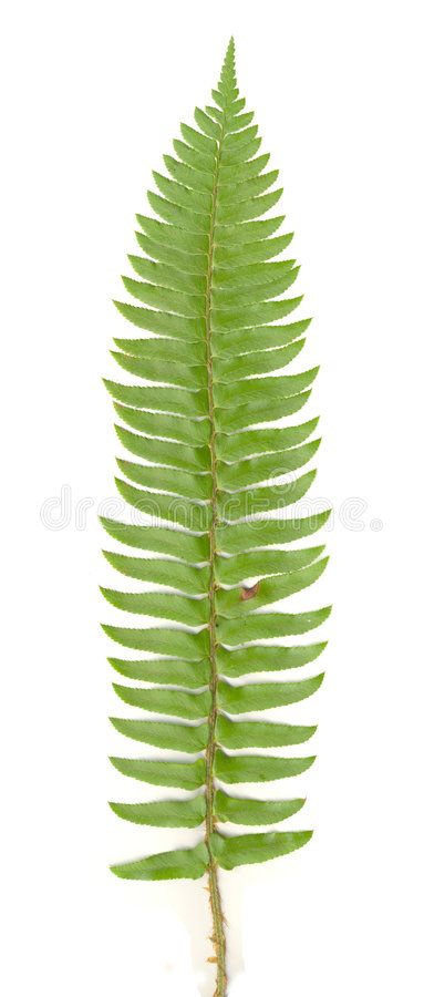 Fern Frond isolated. Isolated green sword fern leaf; crisp, sharp image , #Ad, #Isolated, #green, #isolated, #Fern, #Frond #ad Barn Owl Tattoo, Fern Tattoo, Fern Frond, Fern Leaf, Leaf Drawing, Easter Flowers, Owl Tattoo, Botanical Watercolor, Barn Owl