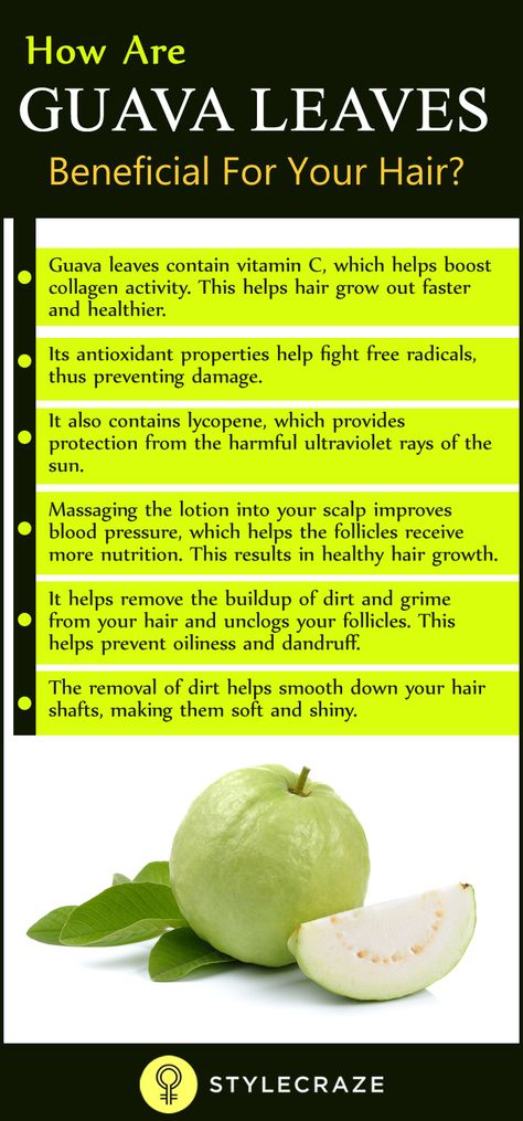 Guava leaves have taken the internet by storm with claims of it being a miracle solution for hair loss. It is also gaining popularity as a hair thickening ingredient that promotes rapid hair growth. But how exactly are guava leaves beneficial for your hair? Guava Leaves For Hair, Baking Soda Dry Shampoo, Baking Soda For Dandruff, Baking Soda And Honey, Blond Rose, Baking Soda Shampoo Recipe, Baking Soda For Hair, Longer Hair Faster, Guava Leaves