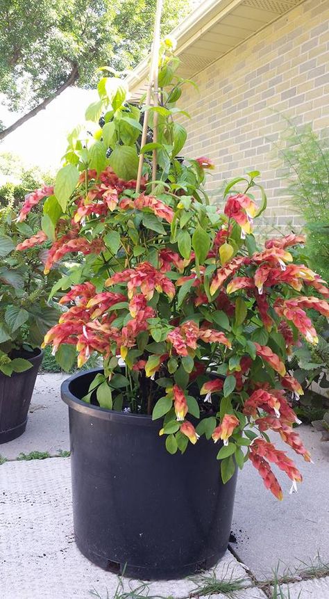 Shrimp plant Shrimp Plant, Spring Planting, Planting Ideas, Garden Spring, Spring Plants, Plants Garden, Plant Cuttings, All About Plants, Planting