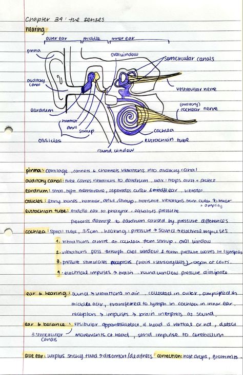 Forensics Notes, Ear Biology, Mbbs Study, Nurse Study, Basic Anatomy, Ear Anatomy, Human Digestive System, Note Ideas, Study Biology