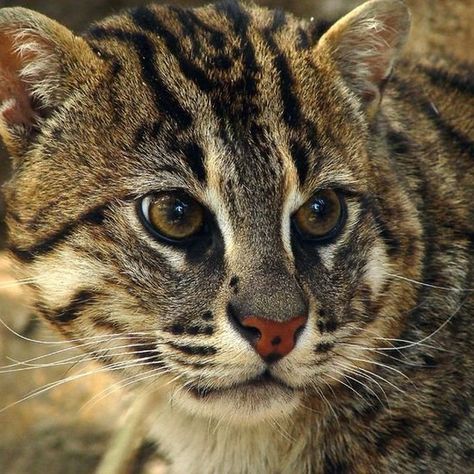 elephantsinjapan: This little guy/girl is an Iriomote Cat named after the Japanese island, Iriomote, where it lives. The Iriomoto cat is not a separate species, but a subspecies of the Bengal cat. It has been listed as critically endangered on the ICUN Red List since 2008 with an estimated population of only approx 100 cats. The main threats this wild cat faces is interbreeding with domestic feral cats and habitat loss due to tourist development projects on the island. Iriomote Cat, Rusty Spotted Cat, Black Footed Cat, Fishing Cat, Small Wild Cats, Sand Cat, Cat Species, Leopard Cat, Fishing Pictures