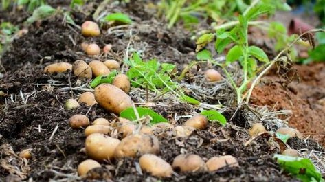 Growing Potatoes In Straw For A Year Round Harvest When To Harvest Potatoes, Grow Potatoes, When To Plant Vegetables, How To Store Potatoes, Planting Potatoes, Growing Veggies, Organic Vegetable Garden, Growing Potatoes, Bountiful Harvest