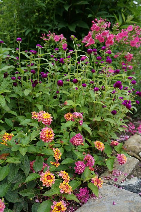 Backyard Flowers Beds, Annual Garden, Annual Flowers, Tropical Garden, Summer Garden, Flower Beds, Pretty Flowers, A Garden, Artificial Flowers