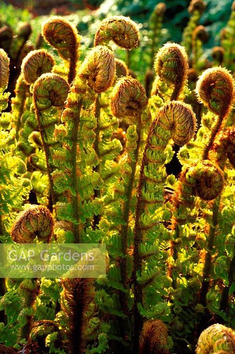 Dryopteris affinis 'Crispa' Dryopteris Affinis, Tree Fern, Garden Plans, Plant Photography, Cool Plants, Spring Season, Garden Planning, Garden Inspiration, Cactus Plants