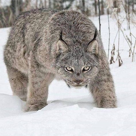 This is the wild Canadian Lynx. This beautiful species is native to Canada and Alaska. Canada Lynx, Regnul Animal, Cele Mai Drăguțe Animale, Gato Grande, Exotic Cats, Animale Rare, Majestic Animals, Cheetahs, Large Cats