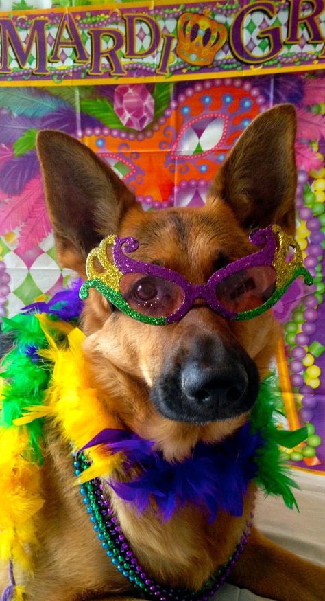 Mardi Gras Dog, Masked Ball, Fat Tuesday, German Shepherd Dogs, Shepherd Dog, Animals Beautiful, German Shepherd, Mardi Gras, Puppy Love