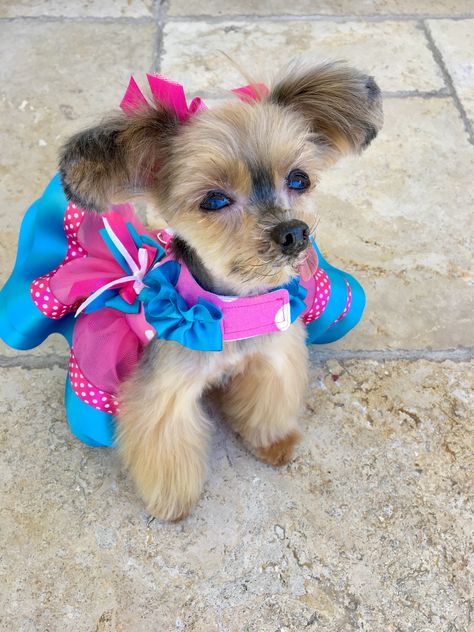 Yorkie Puppy Girl, Puppy Girl, Teacup Yorkie Puppy, Teacup Yorkie, Yorkshire Terrier Puppies, Terrier Puppies, Yorkie Puppy, Sweet Love, Yorkshire Terrier