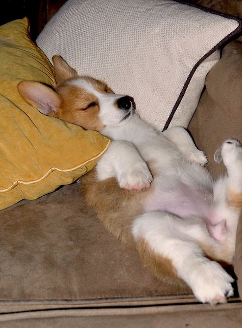 Early Evening Corgi Sleeping, Corgi Pictures, Welsh Corgi Puppies, Corgi Pembroke, Corgi Butts, Corgi Puppy, Cute Corgi, Pembroke Welsh Corgi, Jairzinho