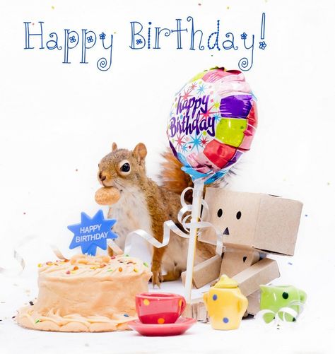 Birthday squirrel Happy Birthday Squirrel, Birthday Squirrel, Squirrel Memes, Funny Squirrel Pictures, Rose Birthday, Squirrel Pictures, Good Morning Funny Pictures, Squirrel Funny, Rosé Birthday