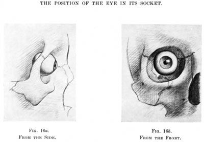 Eye position in the eye socket Eye Socket Anatomy, Eye Socket Drawing, Sculpting Eyes, Face Studies, Eye Reference, Eye Study, Eye Socket, Art Anatomy, Eye Anatomy