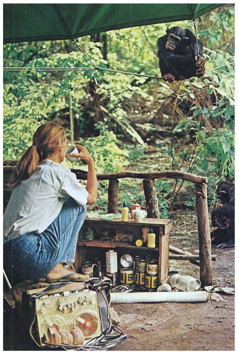 Primatology Aesthetic, Zoology Aesthetic, Retro Hiking, A Well Traveled Woman, Wildlife Biologist, Jane Goodall, Photographie Inspo, A Monkey, Animal Sanctuary